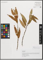 Foto von Salix triandra L.